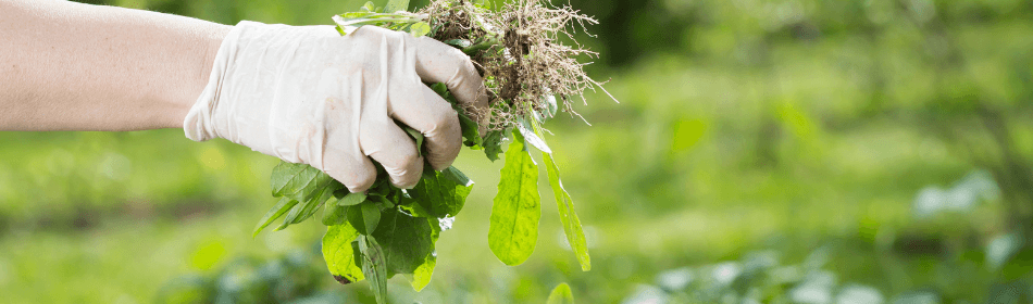 Do Weeds Grow Through Artificial Grass? - Artificial Grass Direct