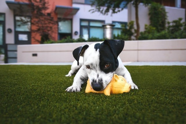 Why we offer the best artificial grass for dogs uk and what are the key benefits - Artificial Grass Direct