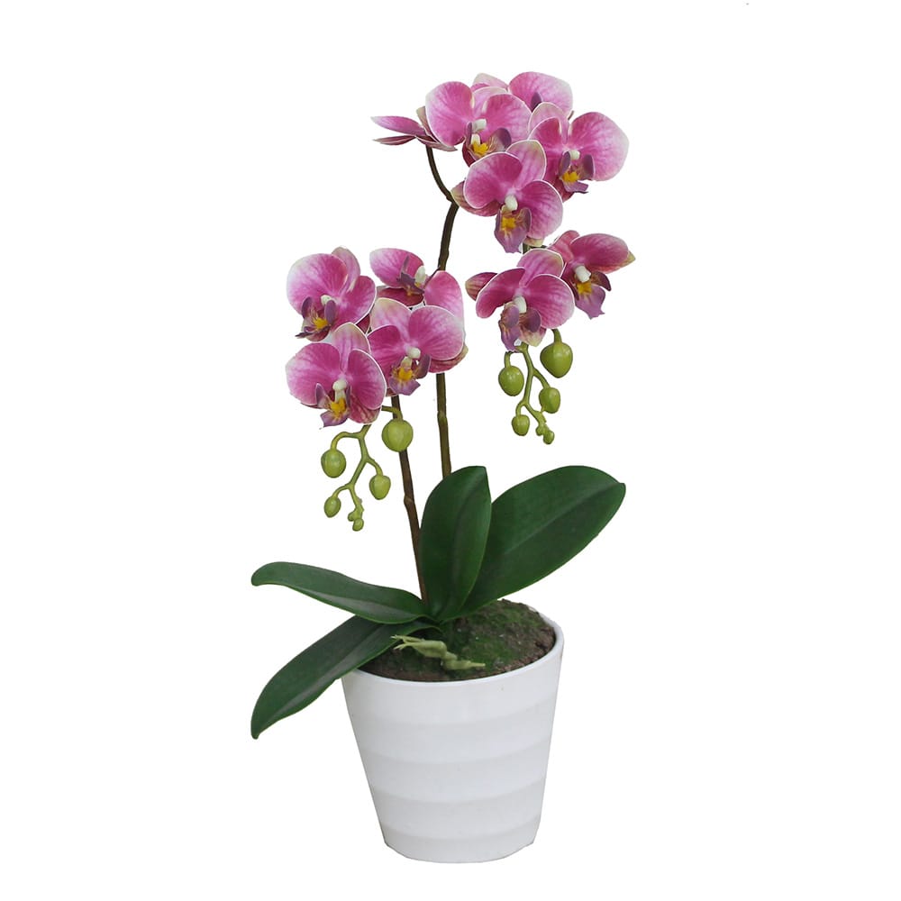 Double Branched Phalaenopsis 40cm - Artificial Grass Direct