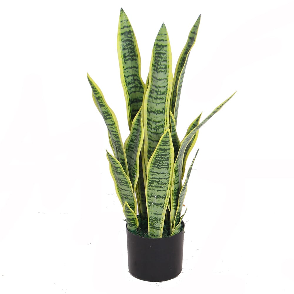 Dracaena Trifasciata 65cm - Artificial Grass Direct