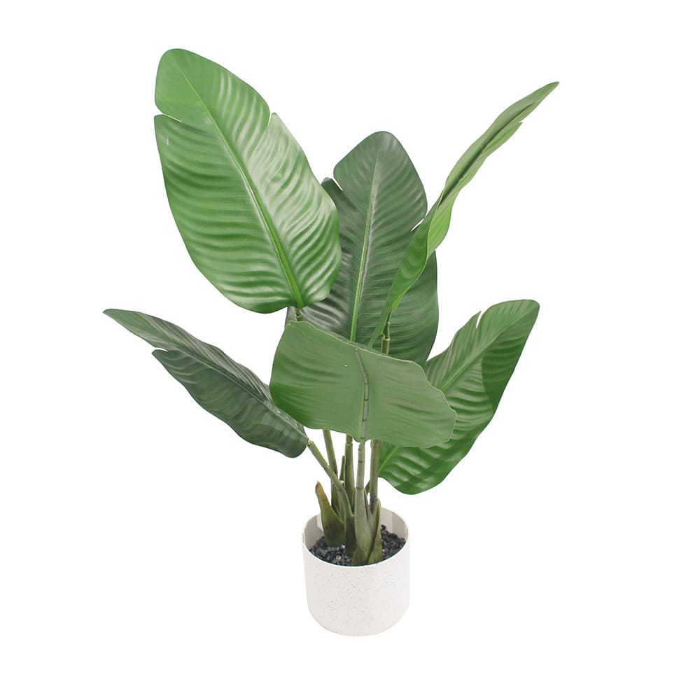 Musa Basjoo 65cm - Artificial Grass Direct