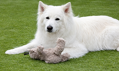 Best Artificial Grass for Dogs