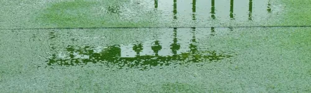 Garden with Poor Drainage